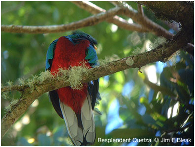resp_quetzal1.jpg